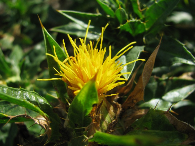 Kardobenediktenkraut (Benediktenkraut) bio